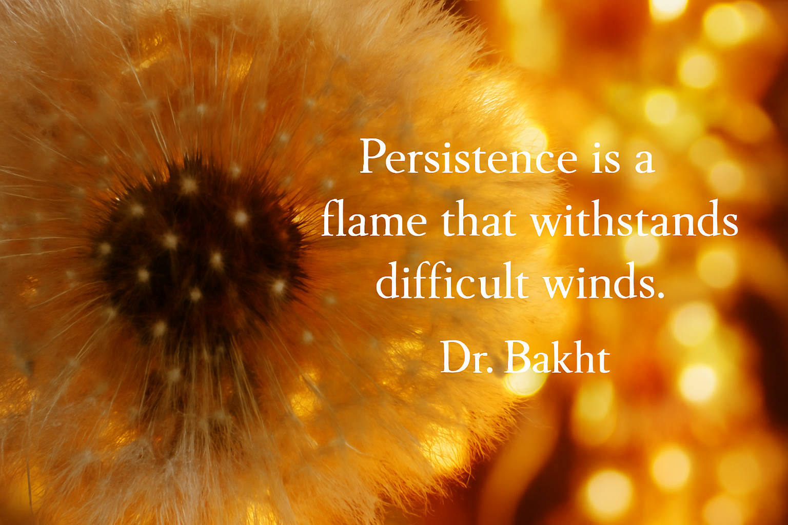 Close-up of a dandelion seed head on the left side, with delicate, feathery seeds radiating outward. The background features warm, glowing bokeh lights in shades of gold and amber. Superimposed on the right side is a quote in white serif font: "Persistence is a flame that withstands difficult winds." — Dr. Bakht.