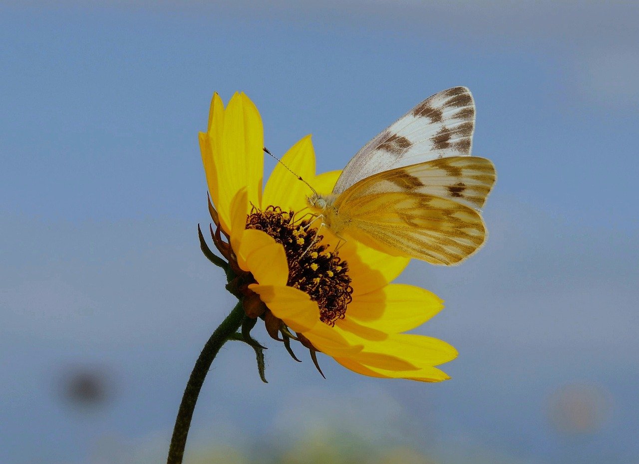 Butterfly on a yellow flower representing quiet power in friendship—symbol of emotional boundaries, gentle resilience, and graceful strength