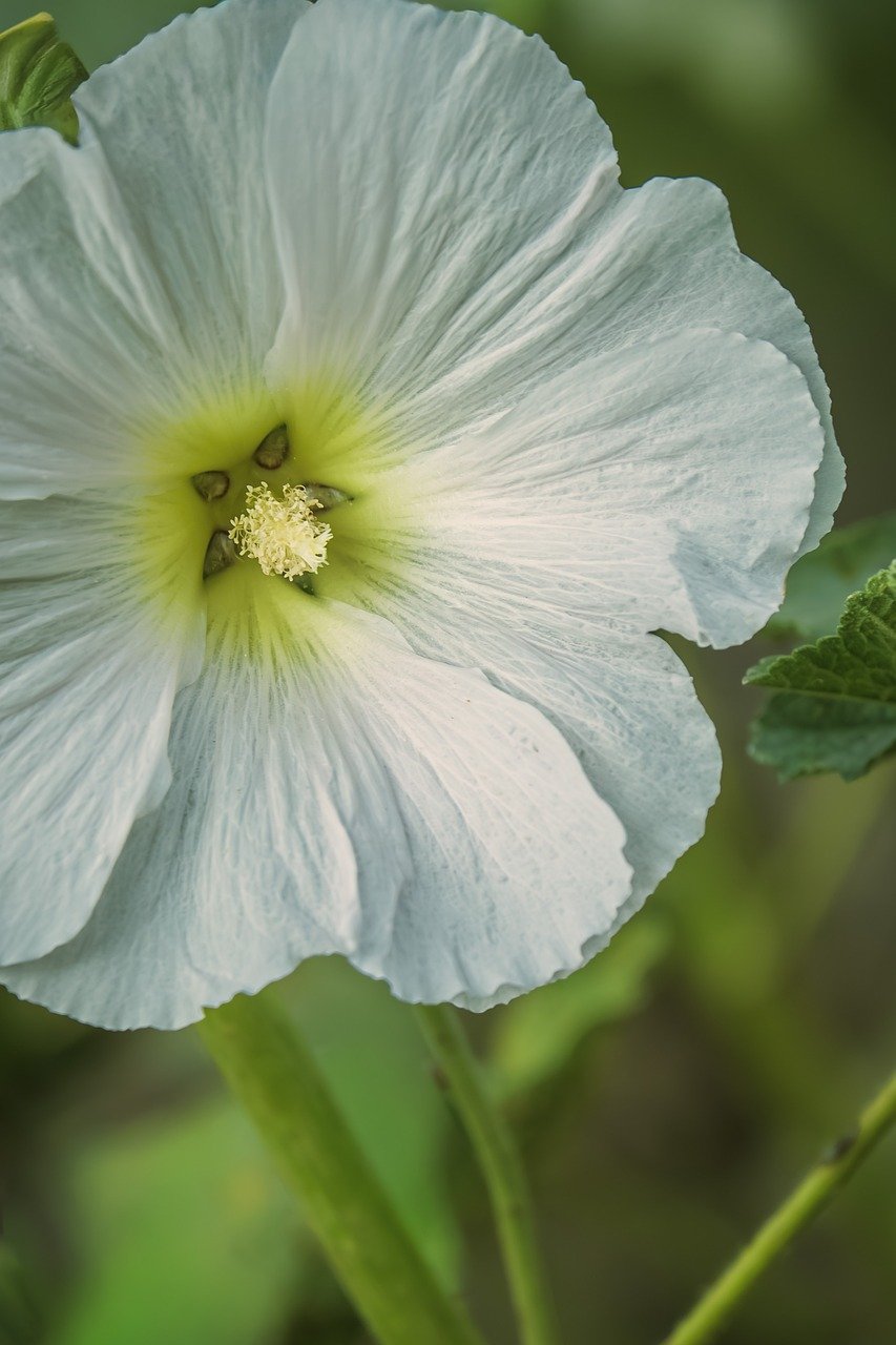 White flower in bloom symbolizing quiet power in friendship—gentle strength, emotional clarity, and graceful boundaries.